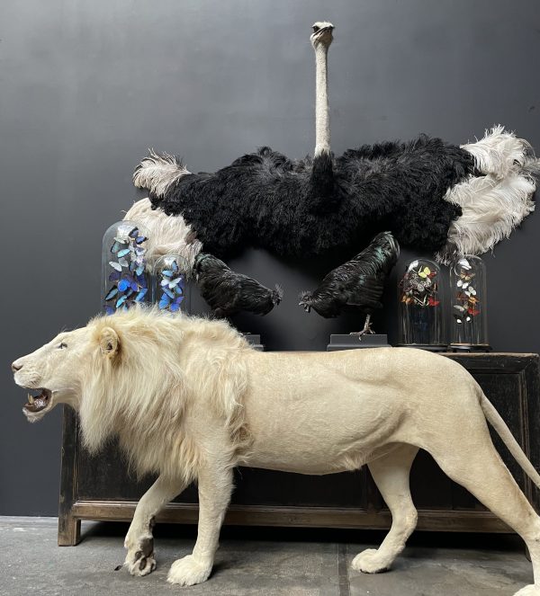 Mounted white lion. Taxidermy lion