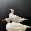 Taxidermy white duck
