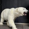 Taxidermy polar bear