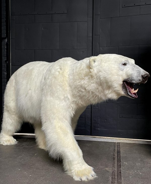 Taxidermy polar bear