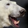 Taxidermy polar bear
