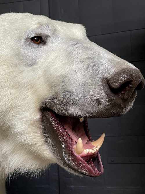 Taxidermy polar bear