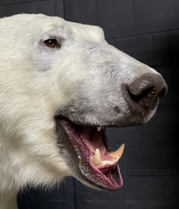 Taxidermy polar bear