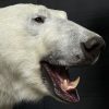 Taxidermy polar bear