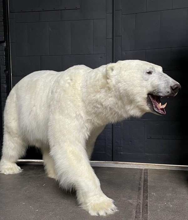 Taxidermy polar bear