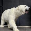 Taxidermy polar bear