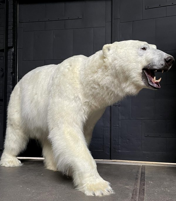 Neuer ausgestopfter Eisbär