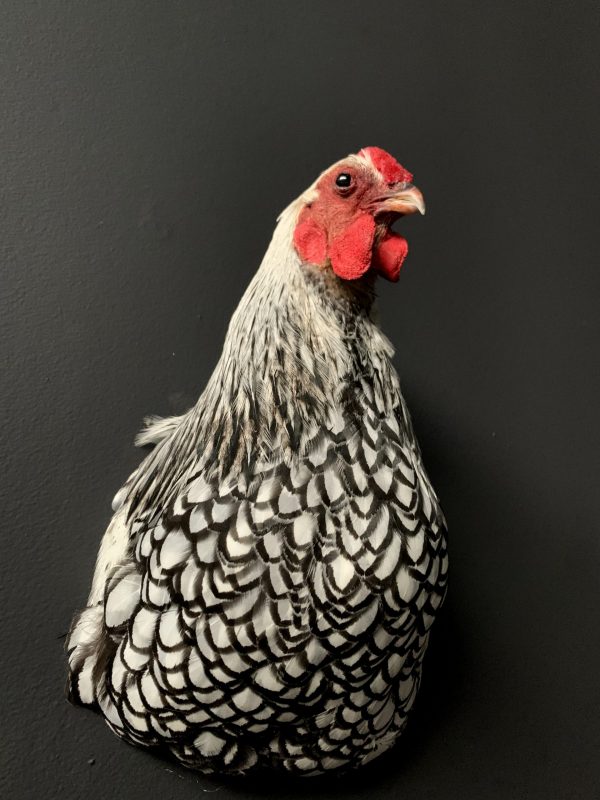 Taxidermy chicken head