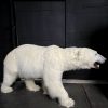 Taxidermy polar bear