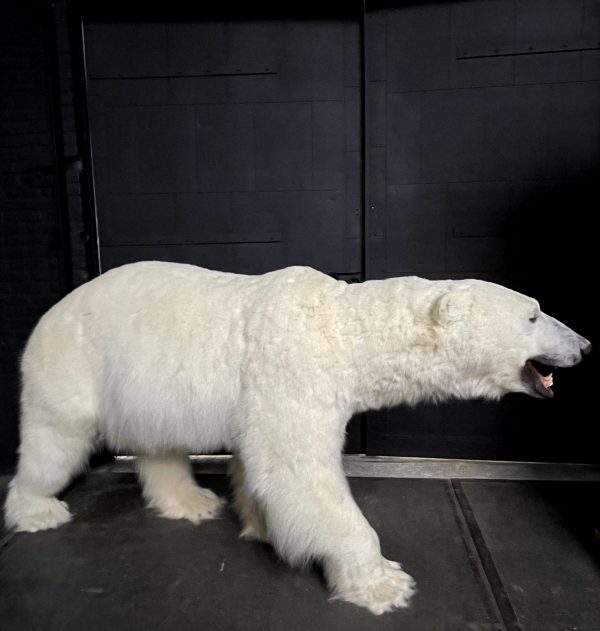 Taxidermy polar bear