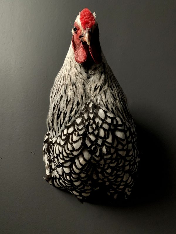 Taxidermy chicken head