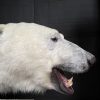 Taxidermy polar bear