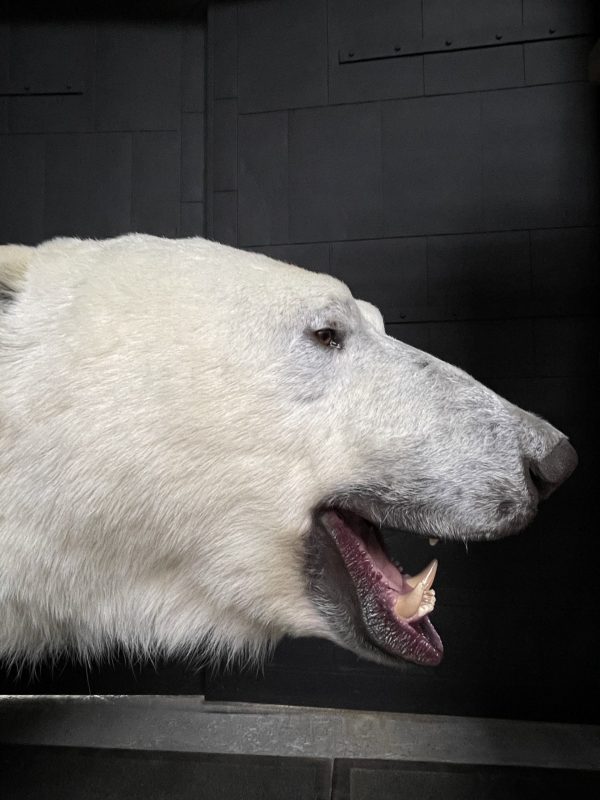 Taxidermy polar bear