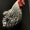 Taxidermy chicken