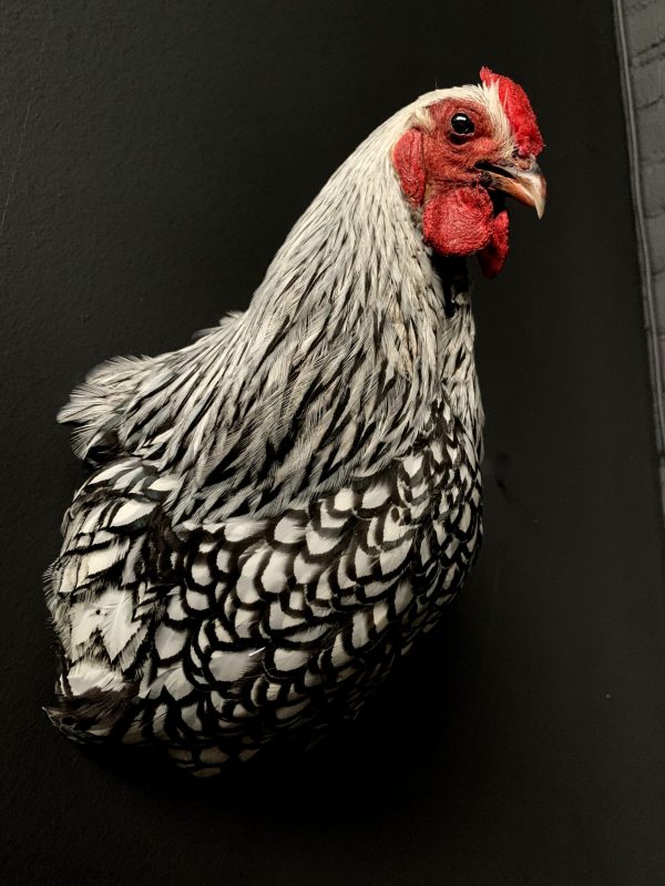 Taxidermy chicken head