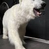 Mounted white lion. Taxidermy lion