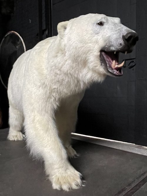 Taxidermy polar bear