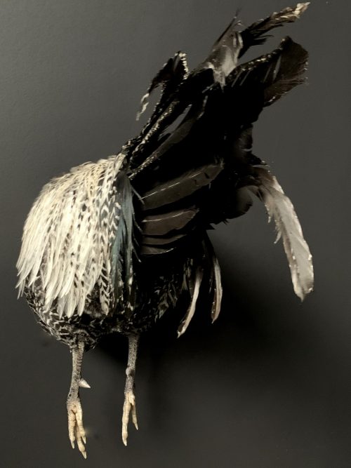Taxidermy half rooster. Roosterbud.