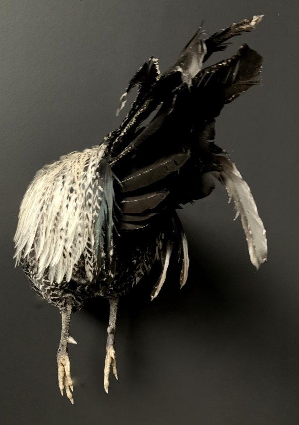 Taxidermy half rooster. Roosterbud.
