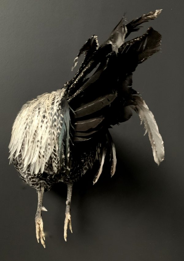 Taxidermie halve haan