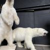 Taxidermy polar bear