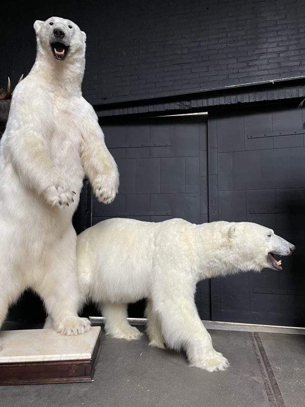 Taxidermy polar bear