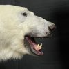 Taxidermy polar bear