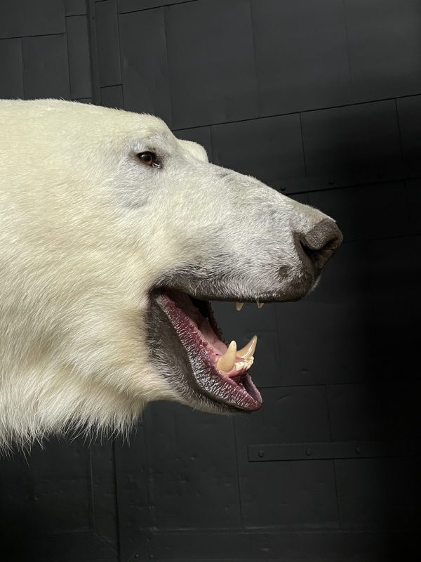 Taxidermy polar bear