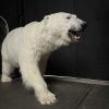 Taxidermy polar bear