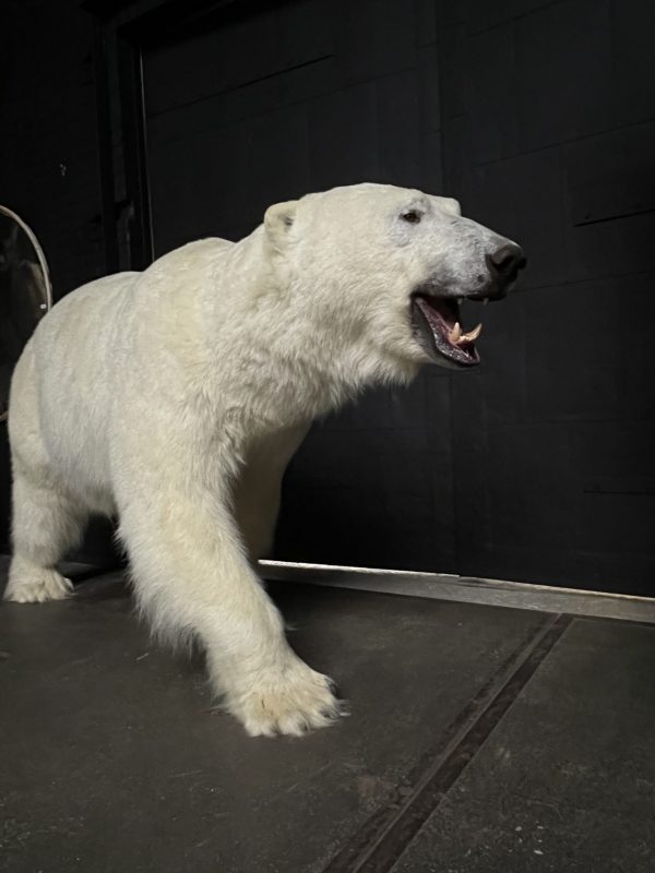 Taxidermy polar bear