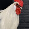 Taxidermy head of a rooster