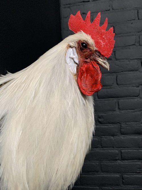 Taxidermy head of a rooster