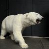 Taxidermy polar bear