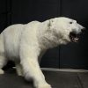 Taxidermy polar bear