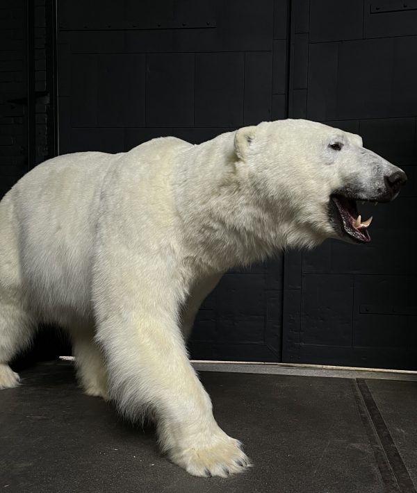 Taxidermy polar bear