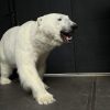 Taxidermy polar bear