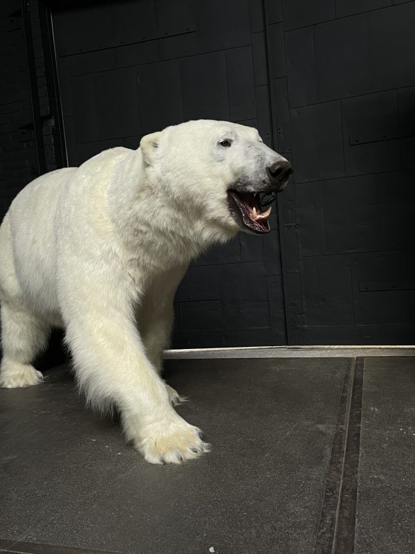 Neuer ausgestopfter Eisbär