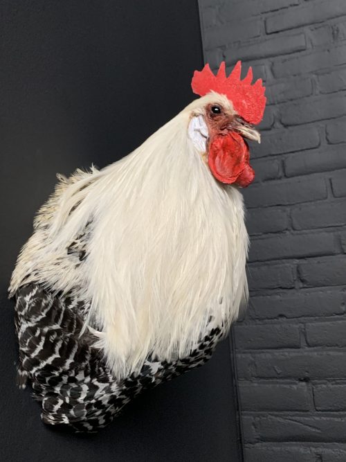 Taxidermy head of a rooster