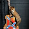 Taxidermy musical fox