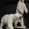 Taxidermy polar bear