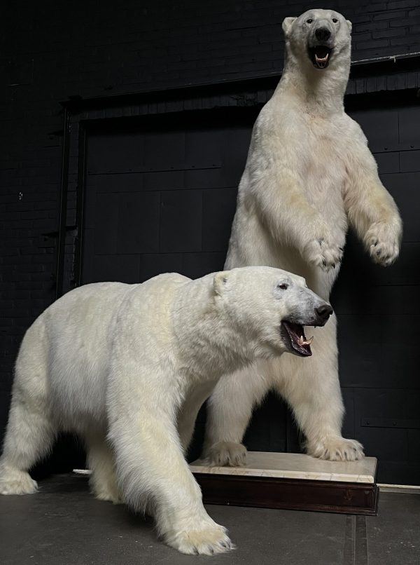 Taxidermy polar bear