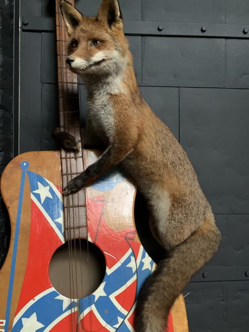 Taxidermy musical fox