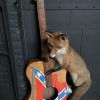 Taxidermy musical fox