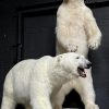 Taxidermy polar bear