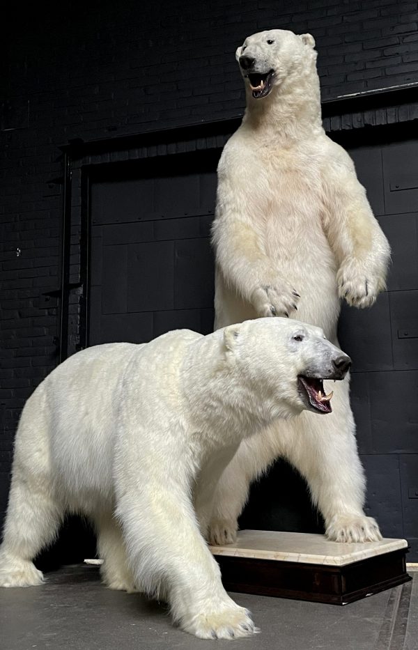 Taxidermy polar bear