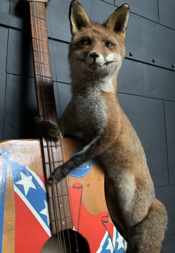 Taxidermy musical fox