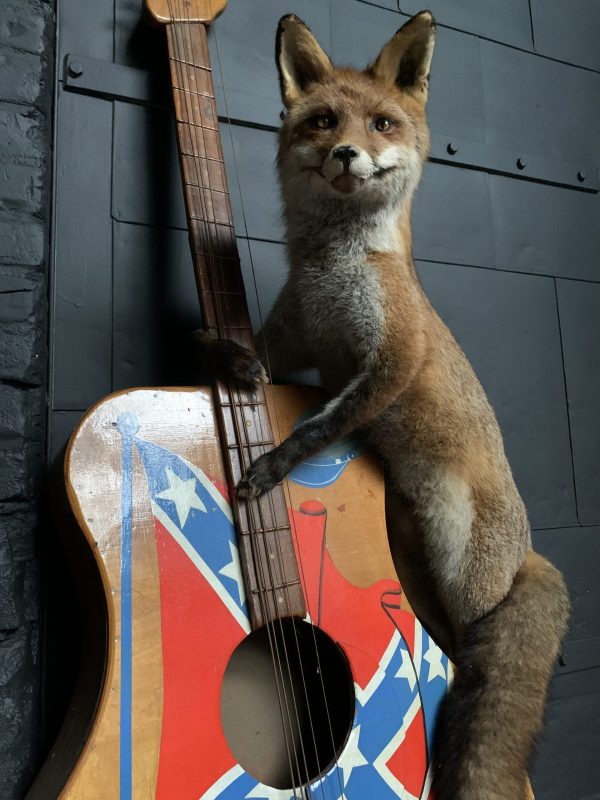 Taxidermy musical fox