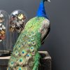 Taxidermy peacock