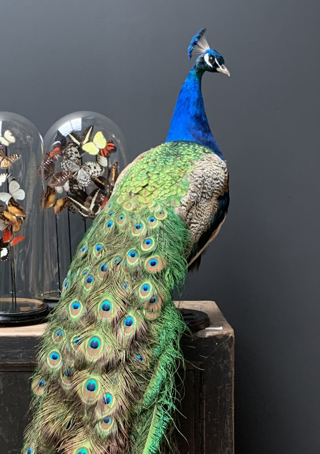 Taxidermy peacock BEAST Interiors
