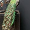 Taxidermy peacock